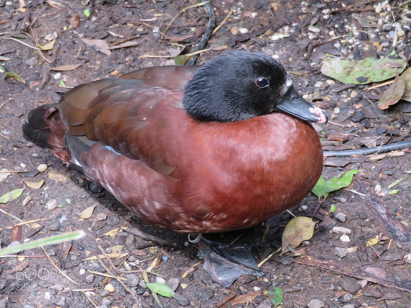 Canon PowerShot SX720 HS sample photo. Hartlaub’s duck photography