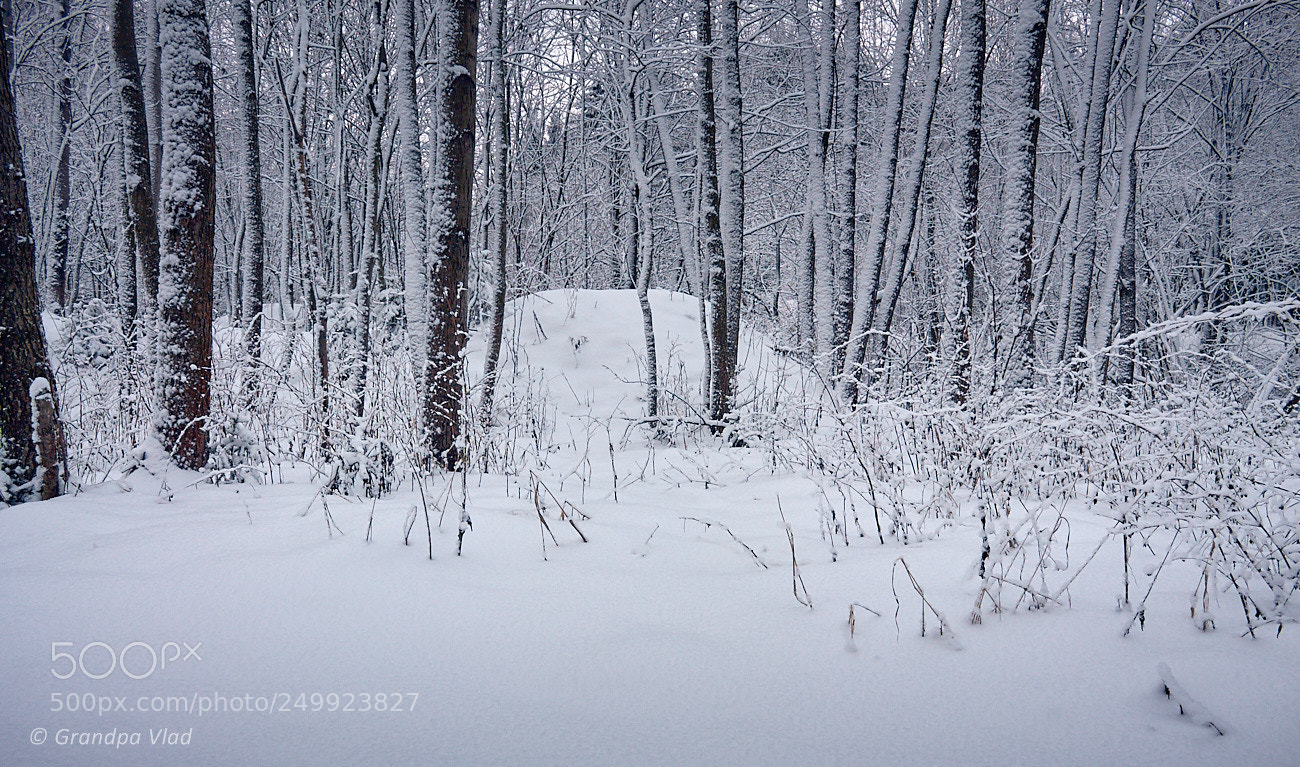 Canon EOS 1100D (EOS Rebel T3 / EOS Kiss X50) sample photo. After a snowfall... photography