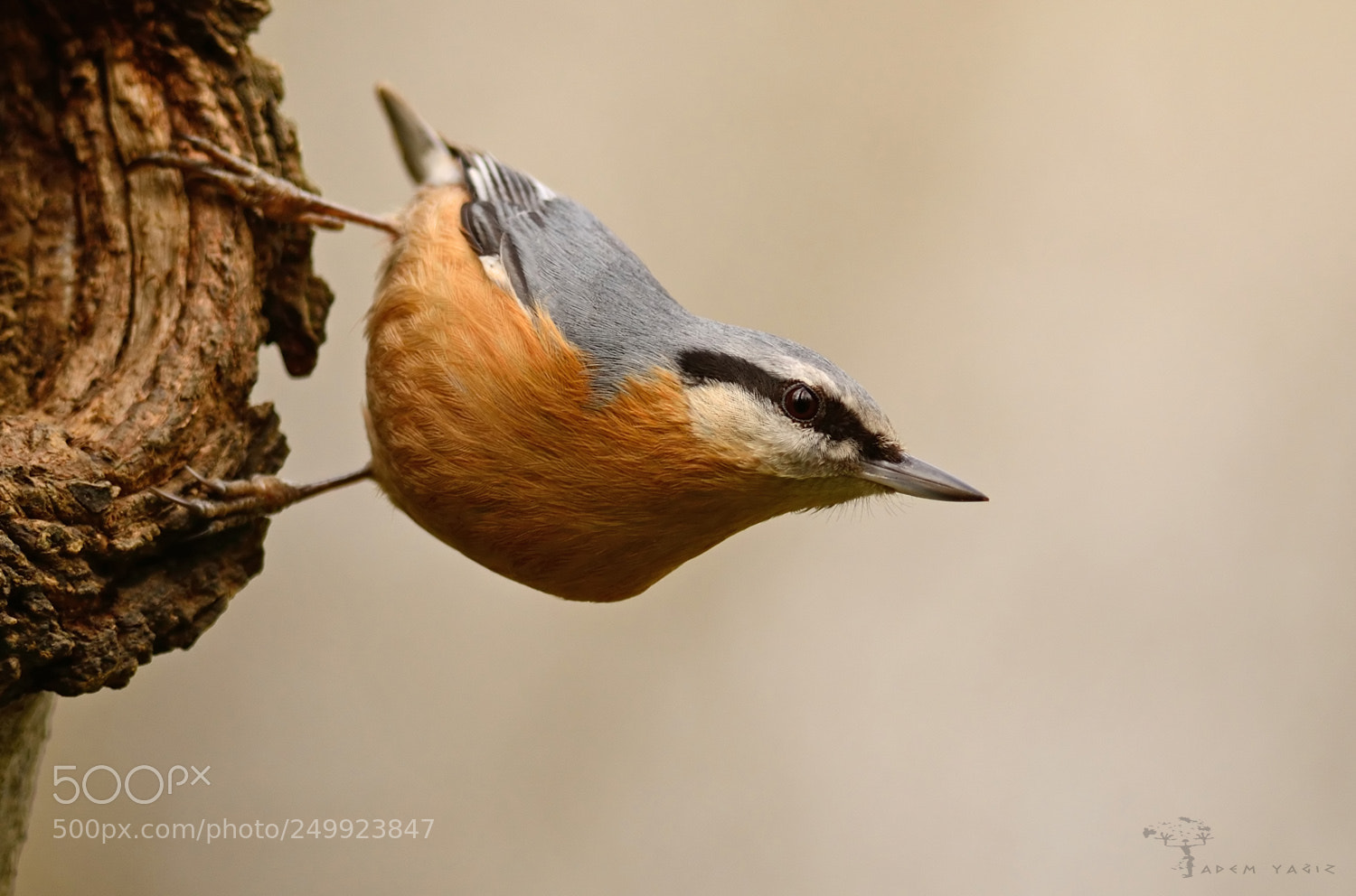 Nikon D7100 sample photo. Nuthatch photography
