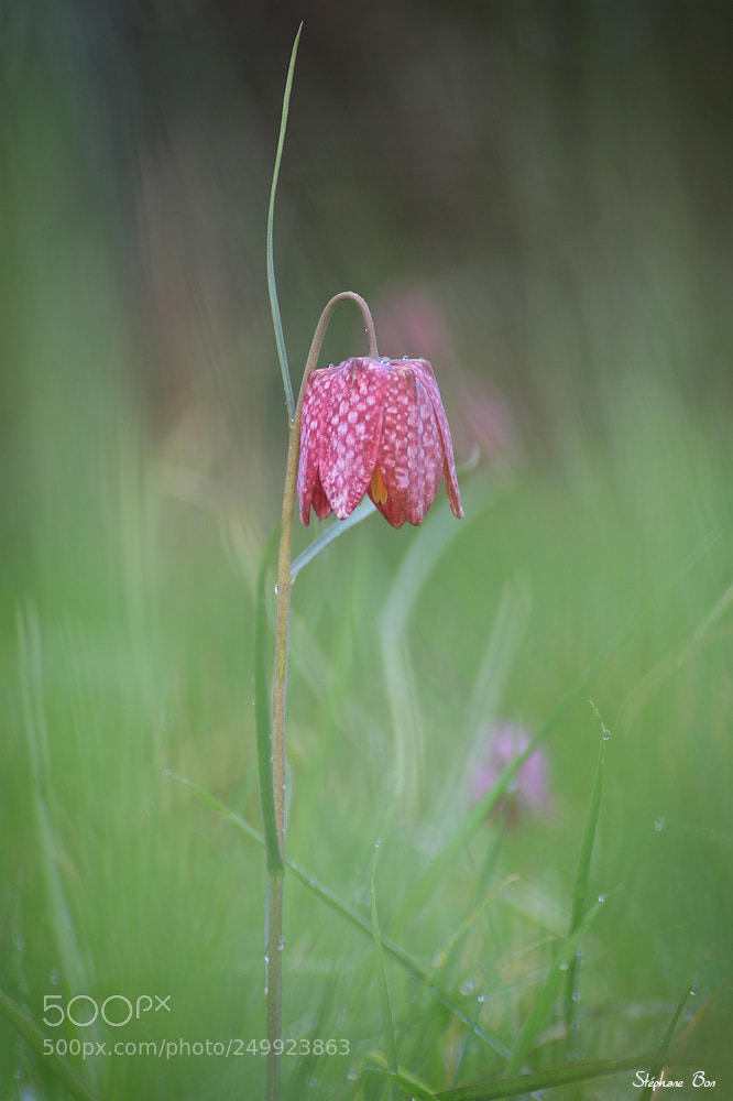 Canon EOS 70D sample photo. Fritillaria meleagris photography