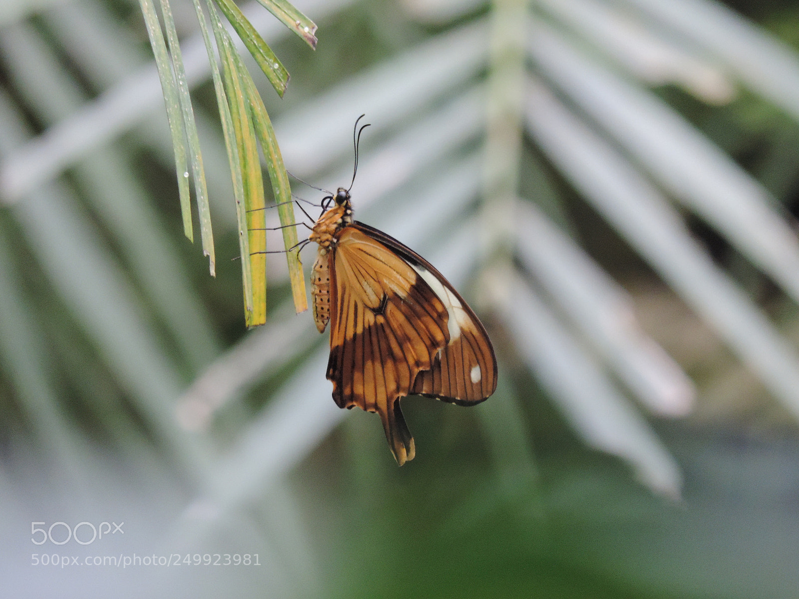 Nikon Coolpix P520 sample photo. Butterfly photography