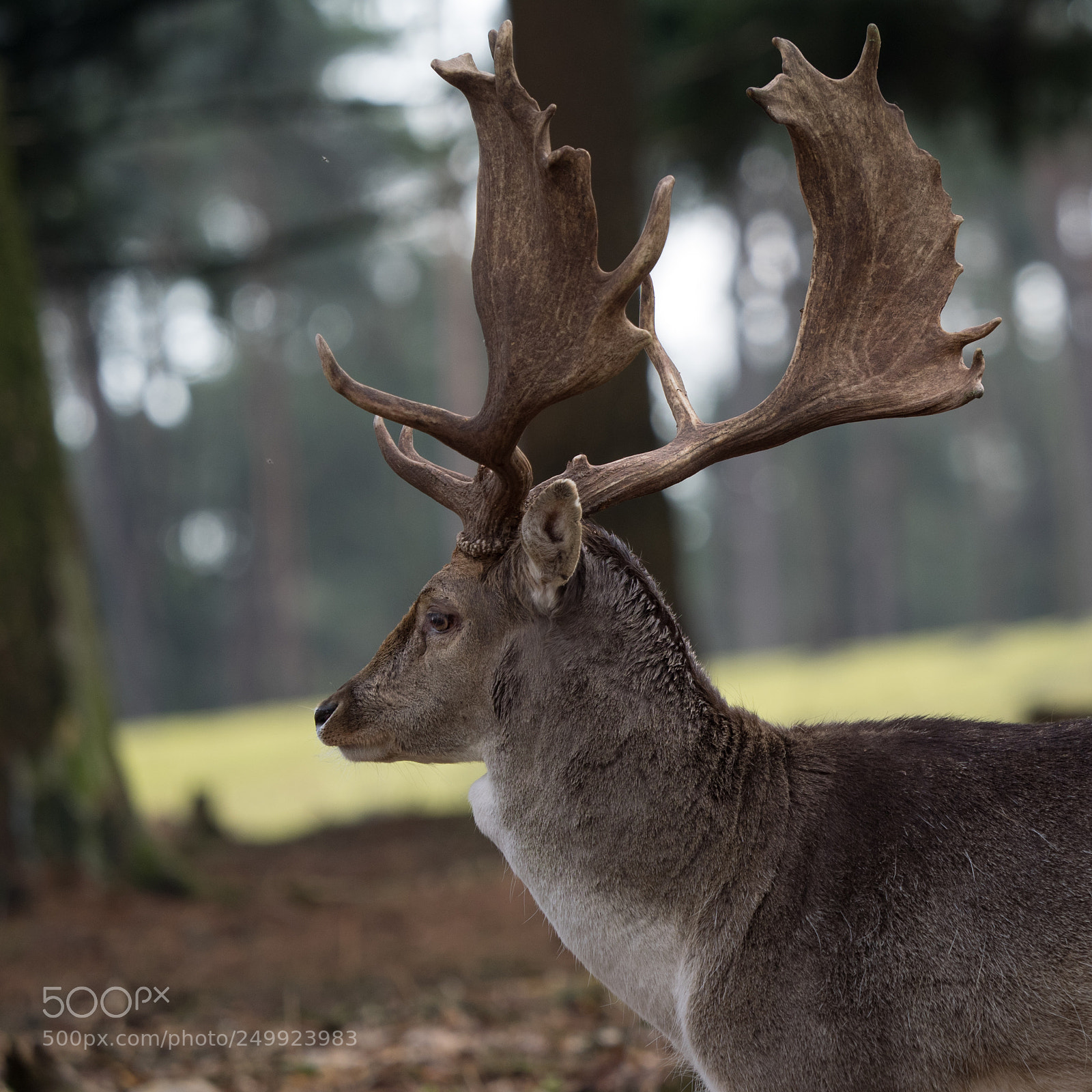 Olympus OM-D E-M1 sample photo. Damhirsch photography