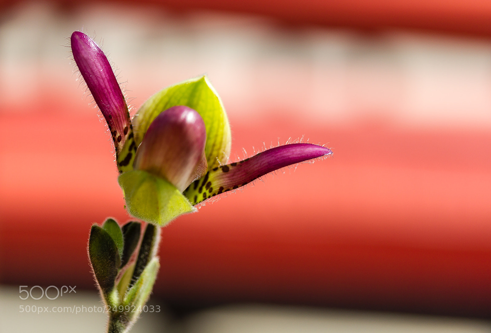 Canon EOS 7D sample photo. Wings photography