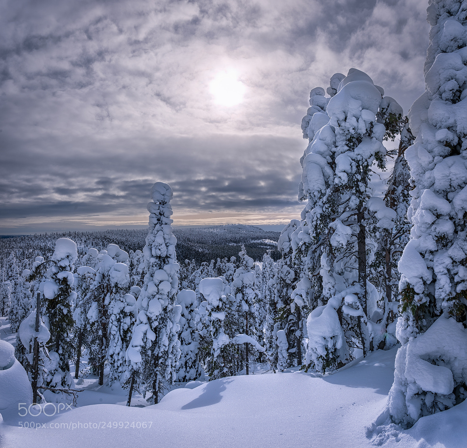 Nikon Df sample photo. Frozen snow on tree photography