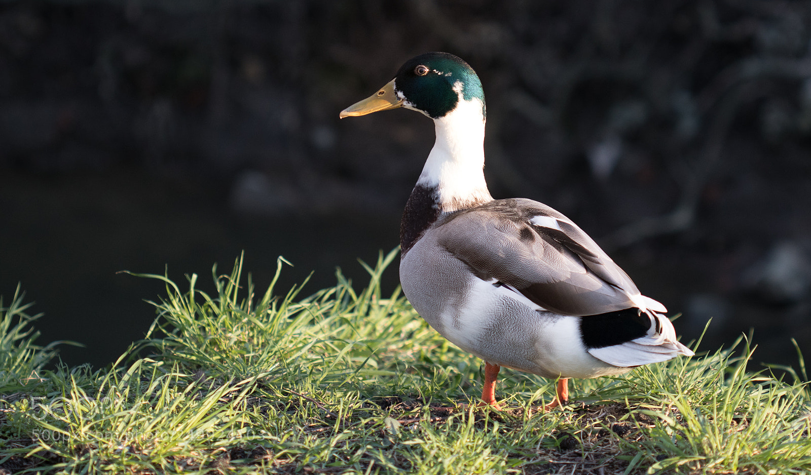 Canon EOS 80D sample photo. Beak photography