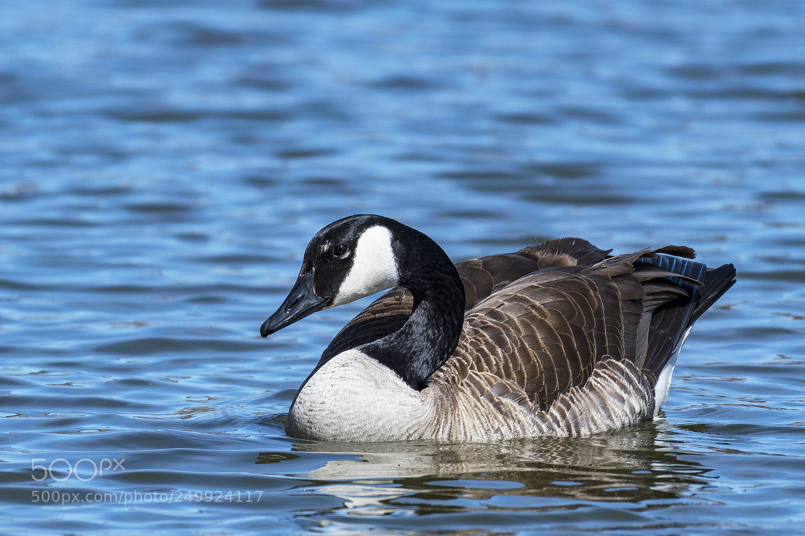 Nikon D500 sample photo. Canada goose striking a photography