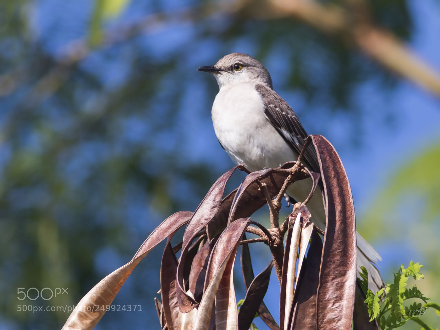 Canon EOS 7D Mark II sample photo. Northern mockingbird photography