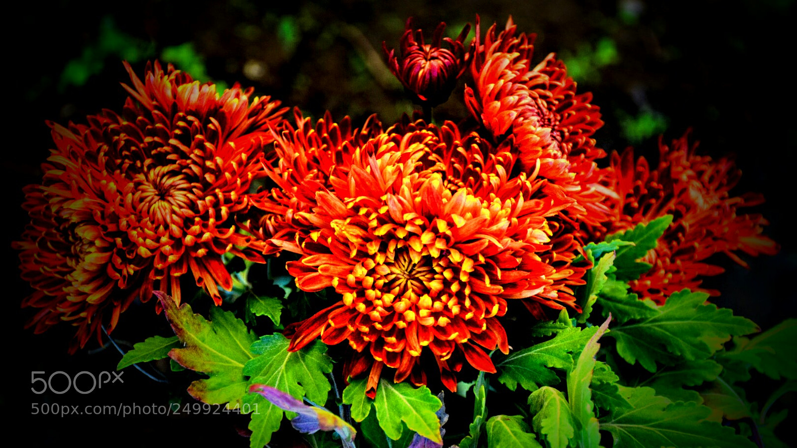 Nikon D5300 sample photo. Flower photography
