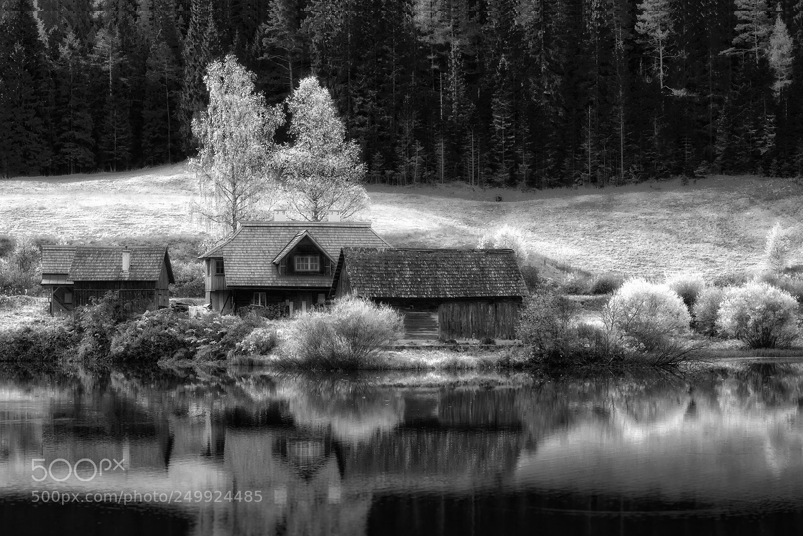 Nikon D810 sample photo. Autumn in bw (3) photography