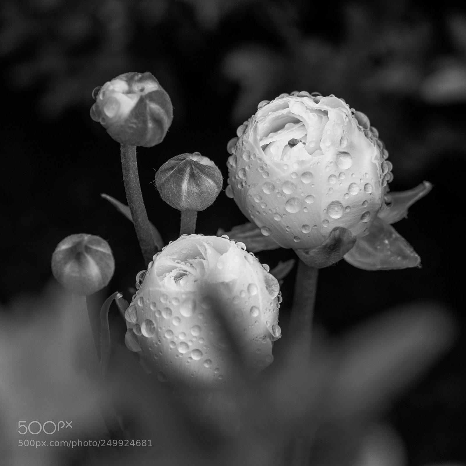 Nikon D7100 sample photo. Flowers photography