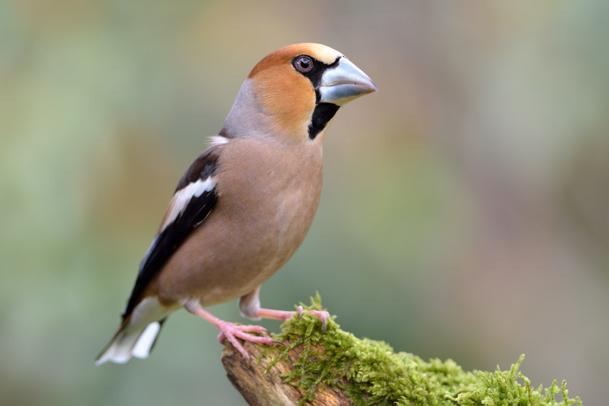 Nikon D7200 + Nikon AF-S Nikkor 300mm F4D ED-IF sample photo. Hawfinch photography