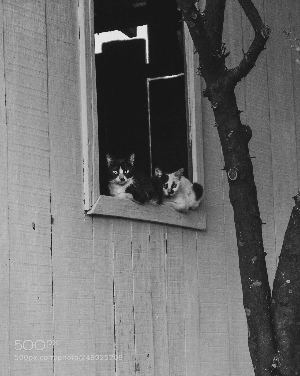 Canon EOS 1200D (EOS Rebel T5 / EOS Kiss X70 / EOS Hi) sample photo. Cats in the window photography