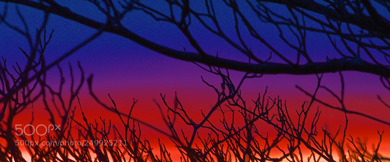 Nikon D5100 sample photo. Dogwood sunset photography