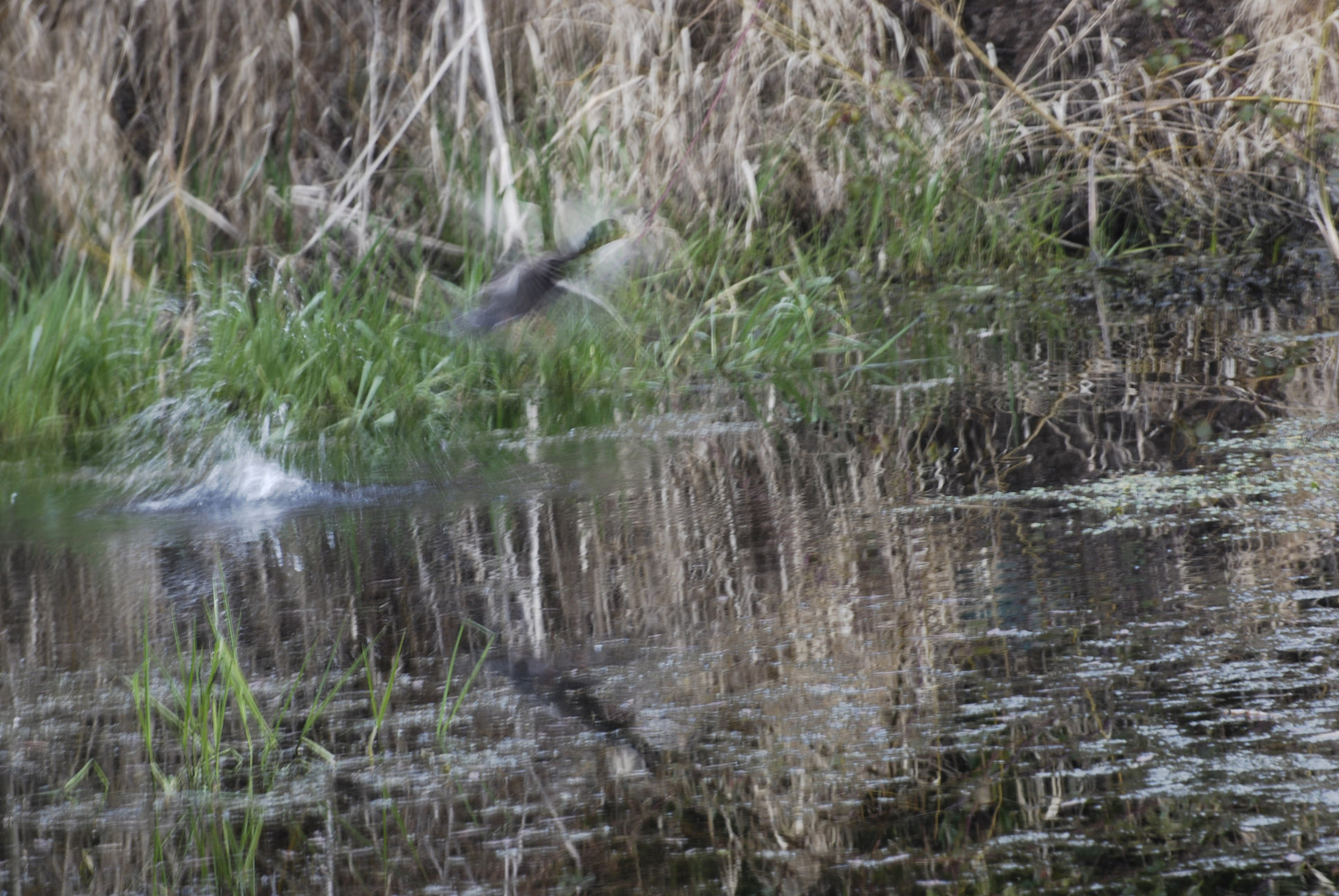 Nikon D60 sample photo. Mallard in motion! photography