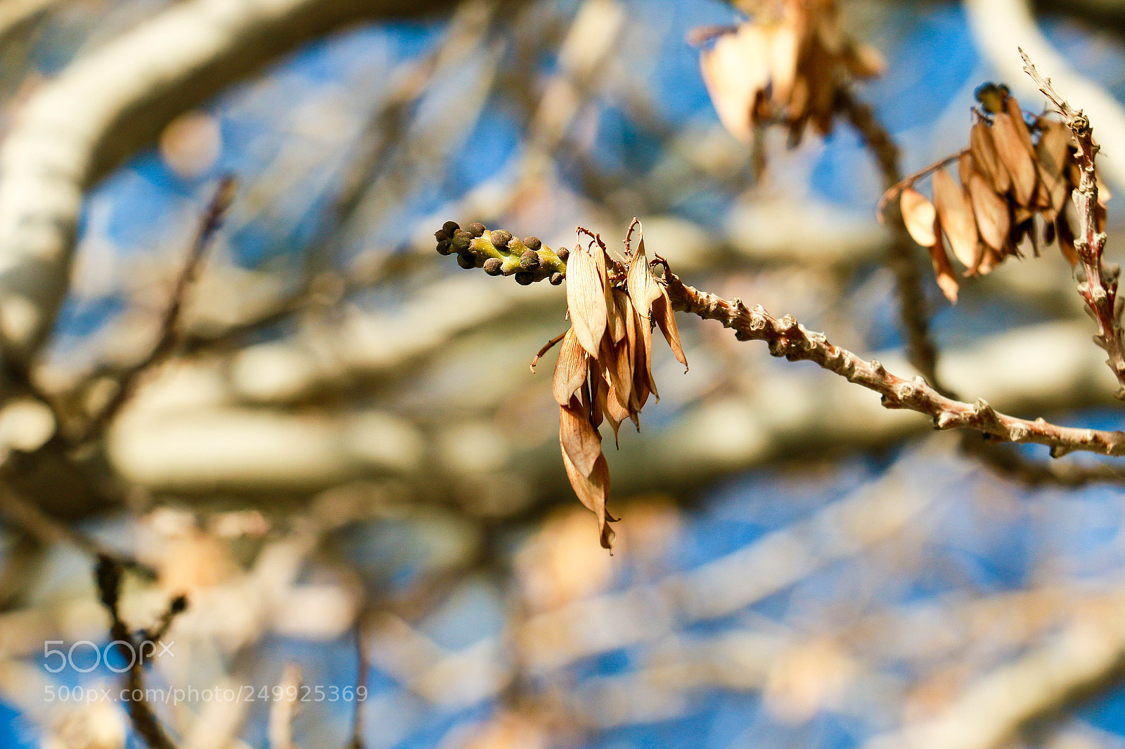 Canon EOS 70D sample photo. Winter leaf photography