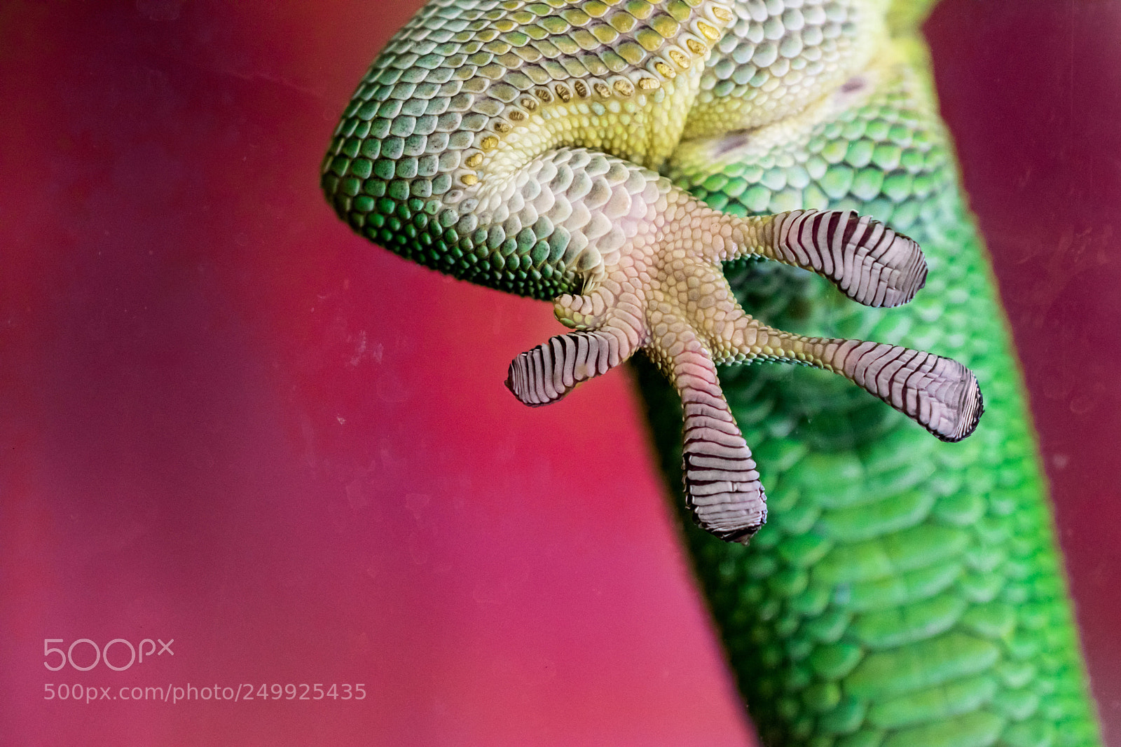 Nikon D5500 sample photo. Lizard leg photography