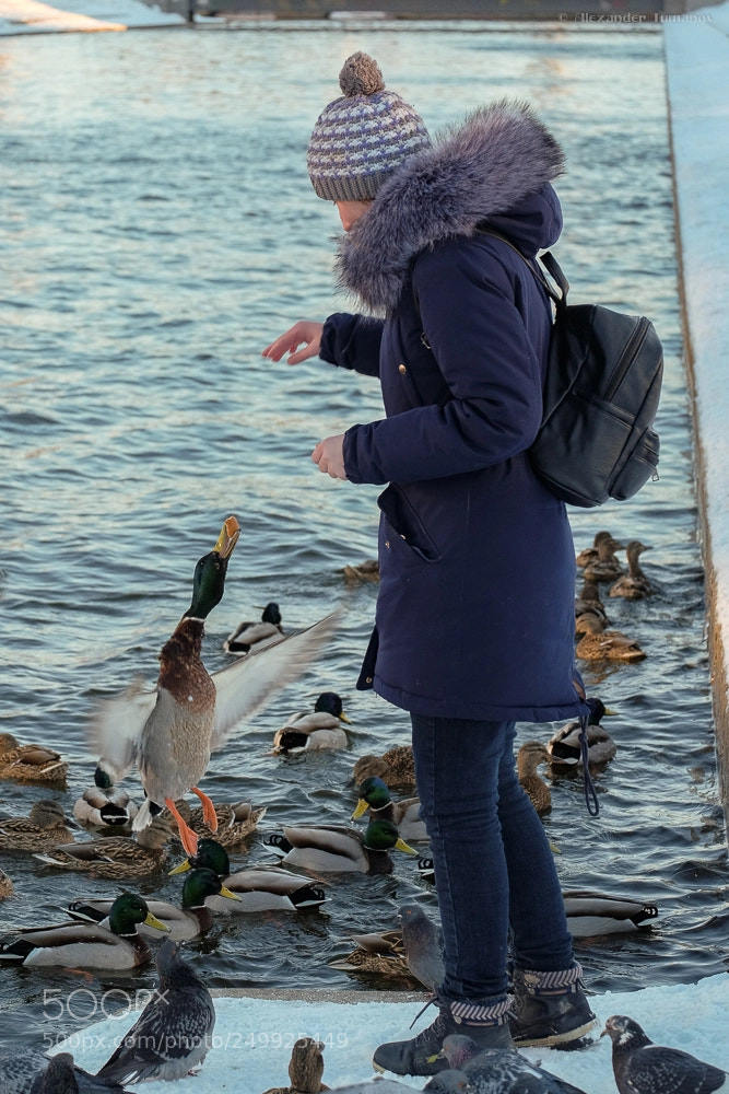 Fujifilm X-T1 sample photo. Training of ducks :) photography