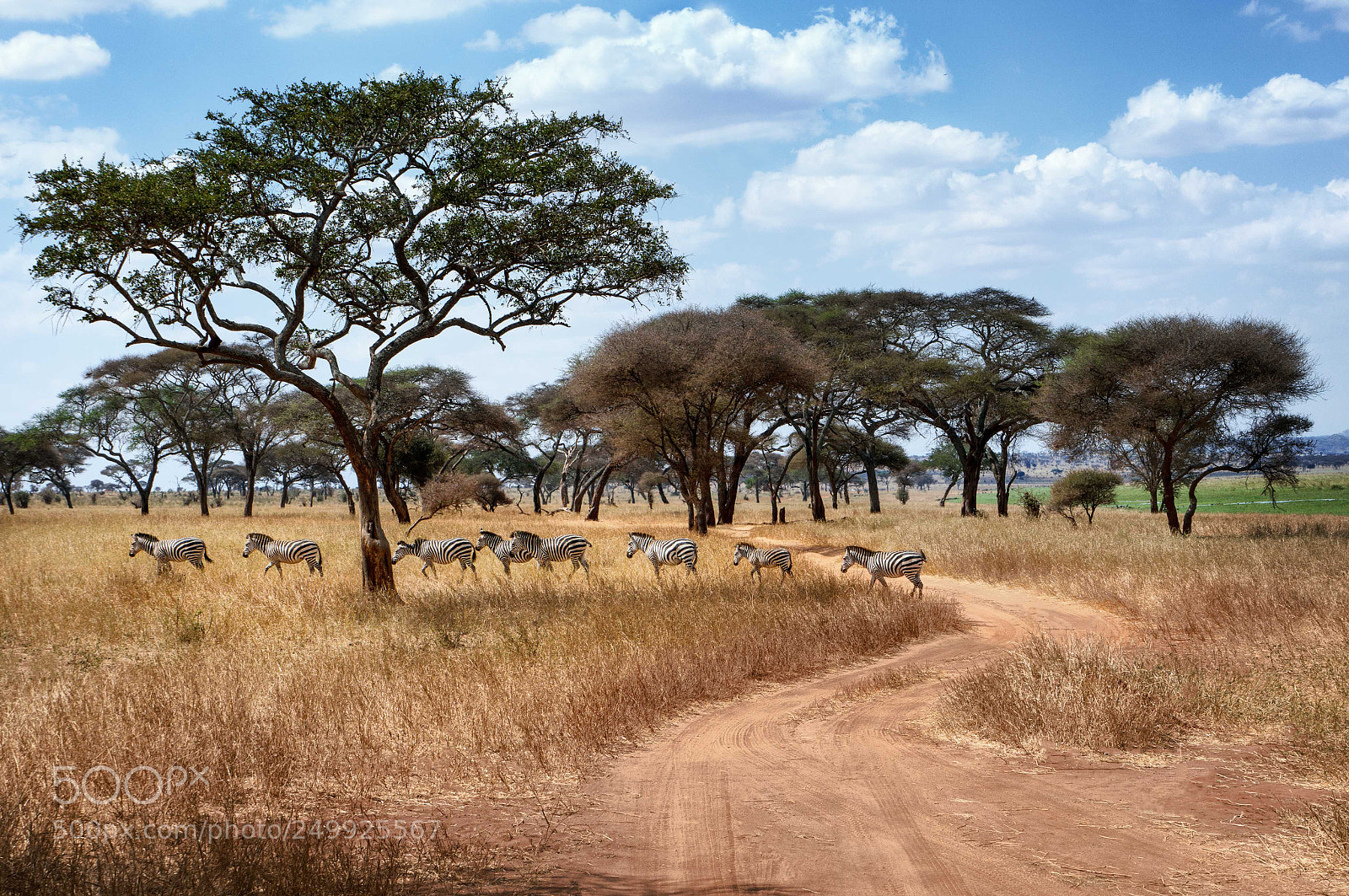 Sony Alpha NEX-6 sample photo. Zebra crossing the joy photography