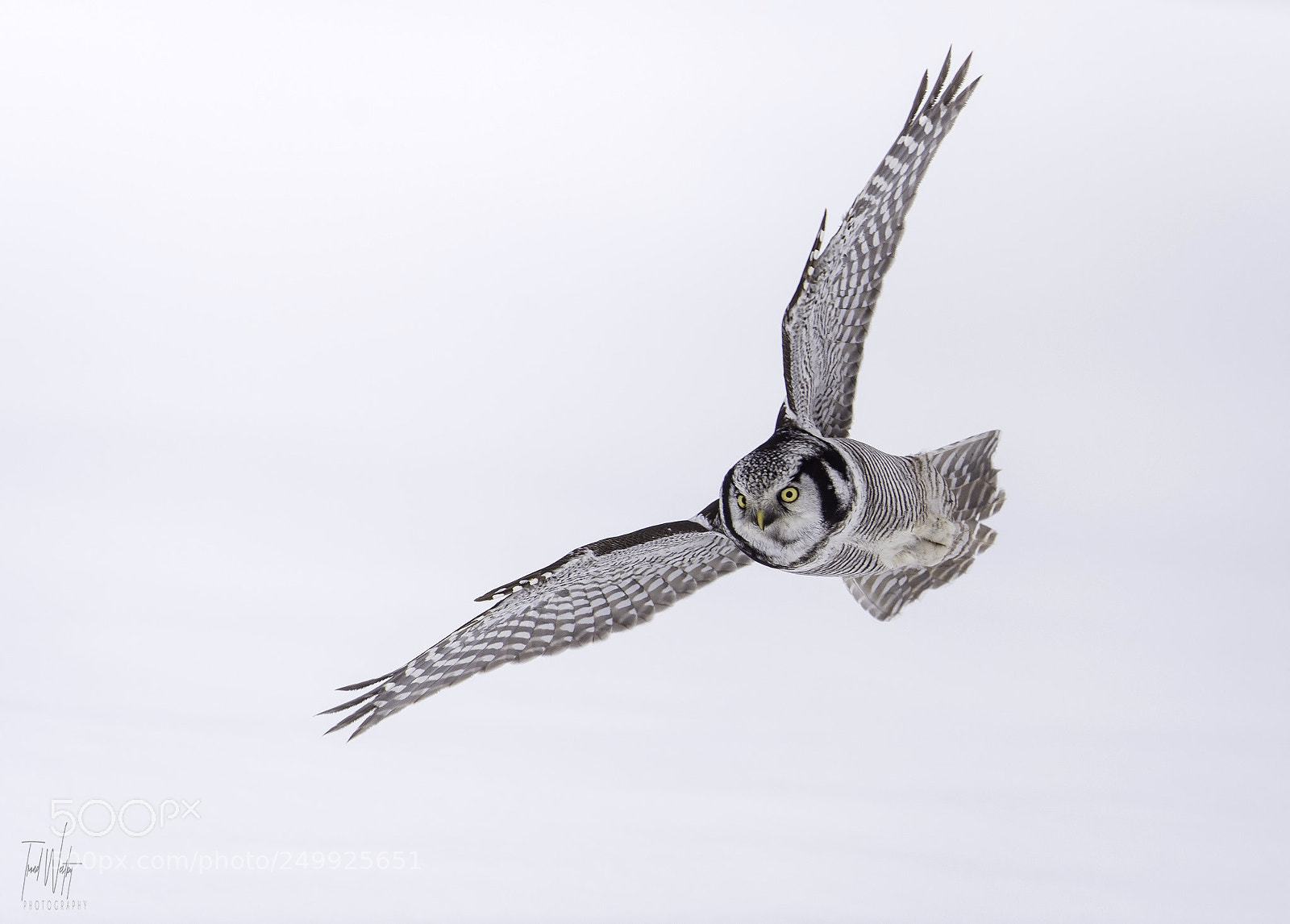 Nikon D4S sample photo. Hawk owl photography