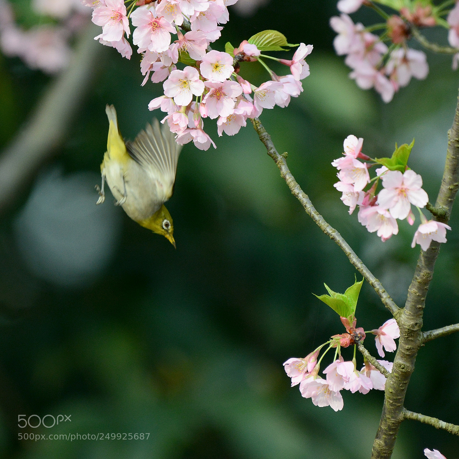 Nikon D800 sample photo. Untitled photography