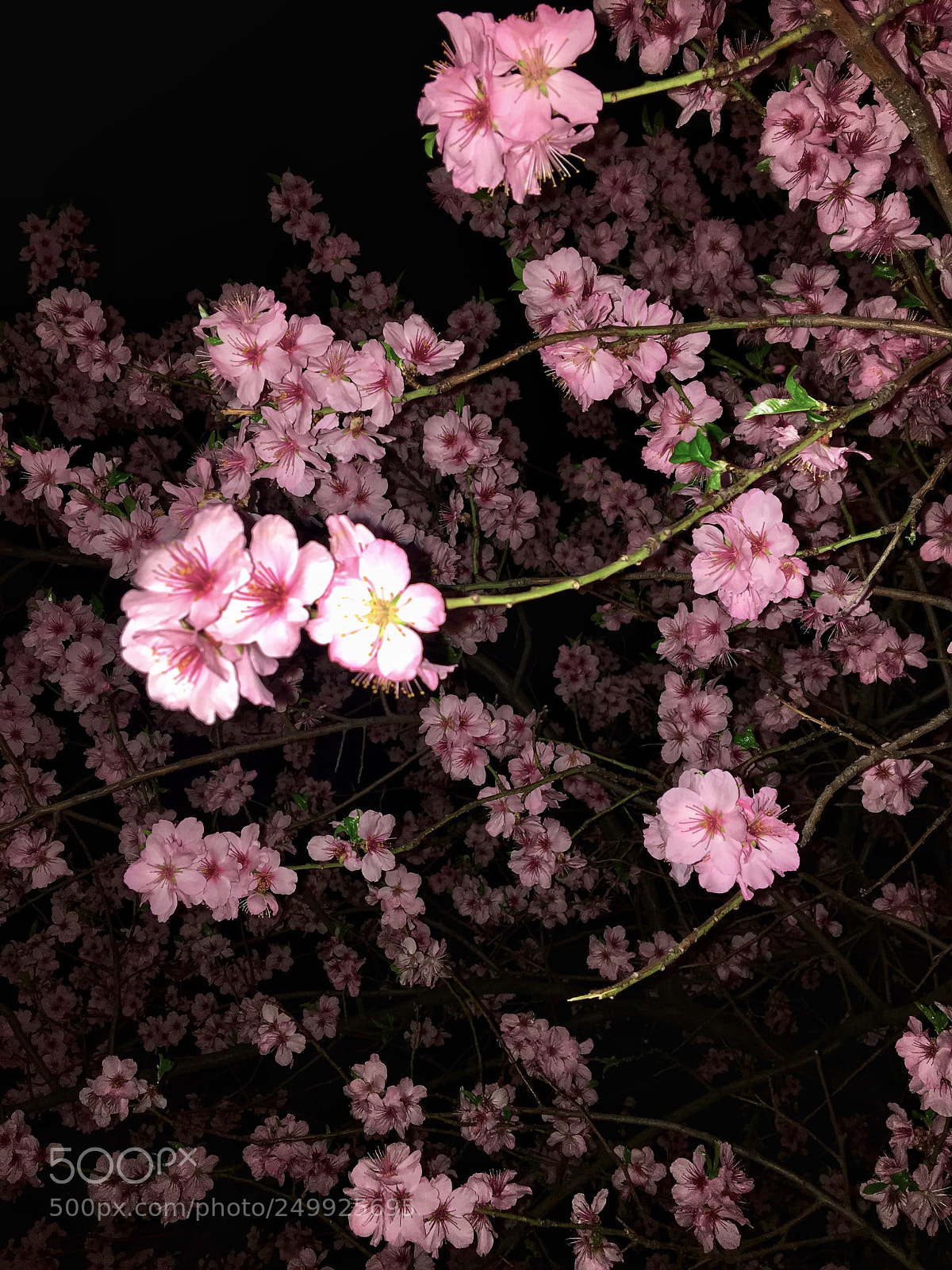 Apple iPhone 6s sample photo. Cherry tree in yerevan photography