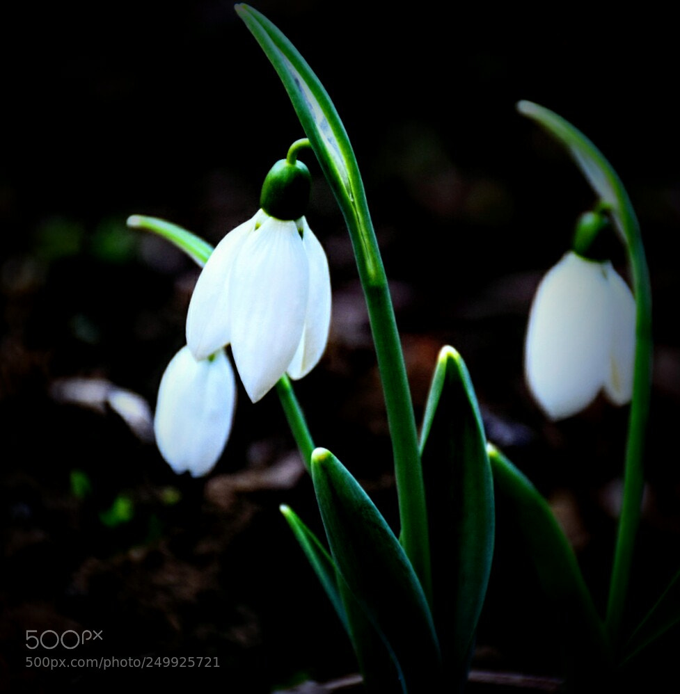 Nikon D5300 sample photo. Snowdrops photography