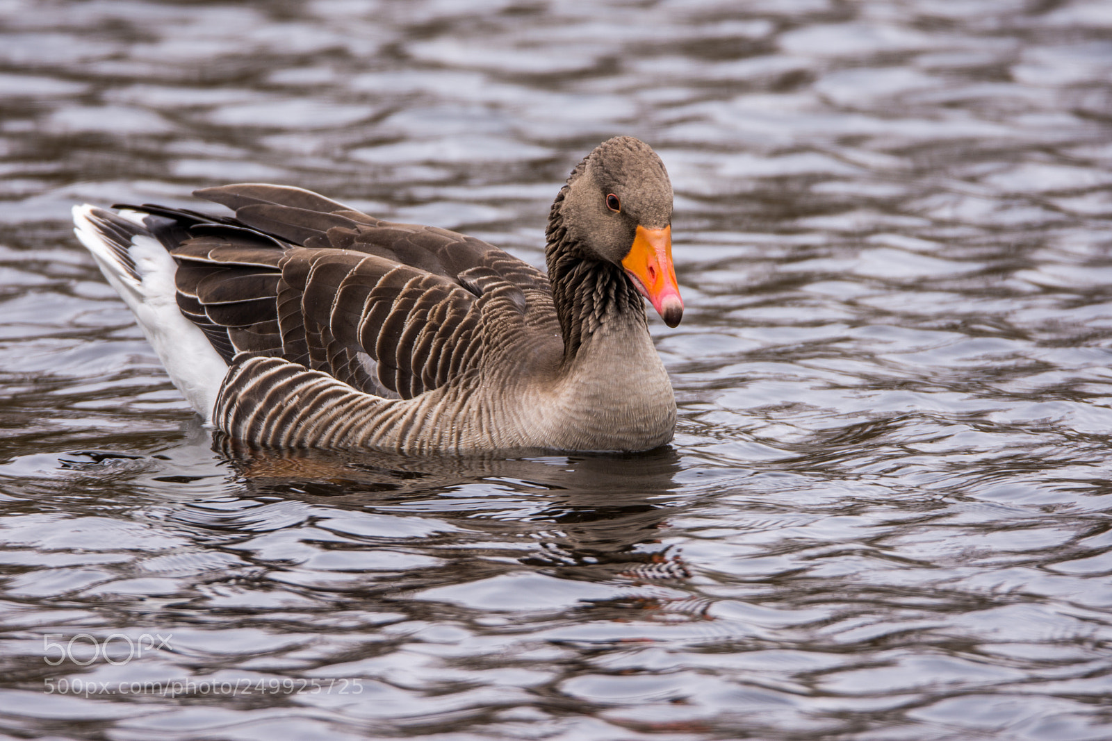 Nikon D7200 sample photo. Grey goose photography