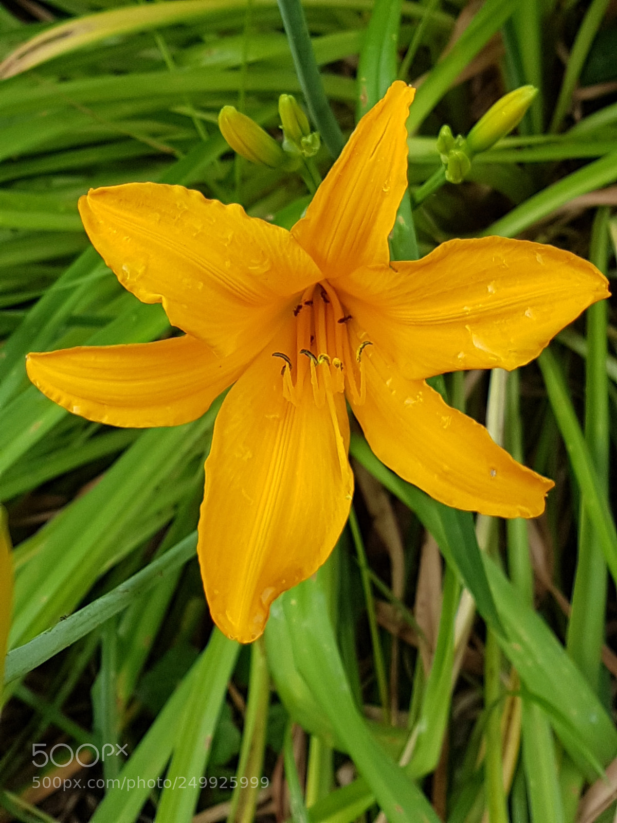 Samsung Galaxy S7 sample photo. Blume gelb sommer closeup photography