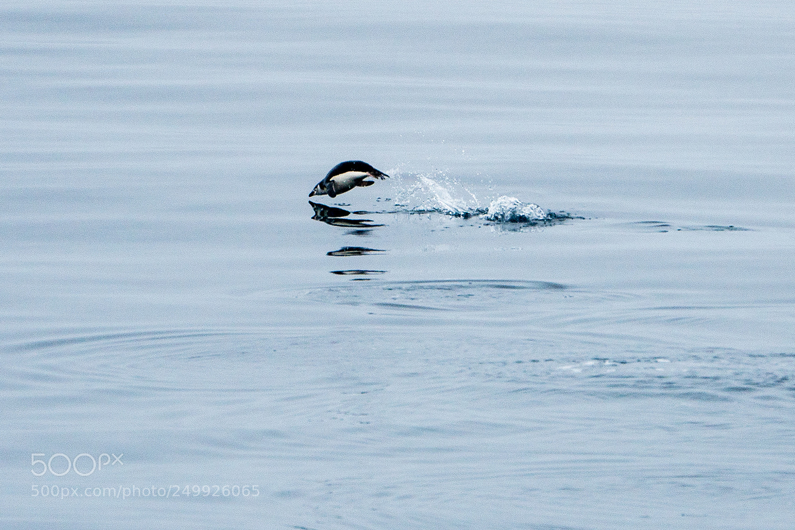 Sony a6500 sample photo. Adelie penguin jumping out photography