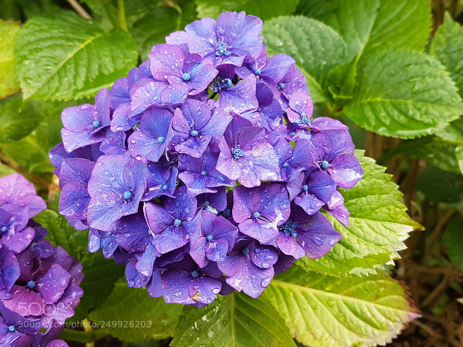 Samsung Galaxy S7 sample photo. Sommer blumen blau violett photography