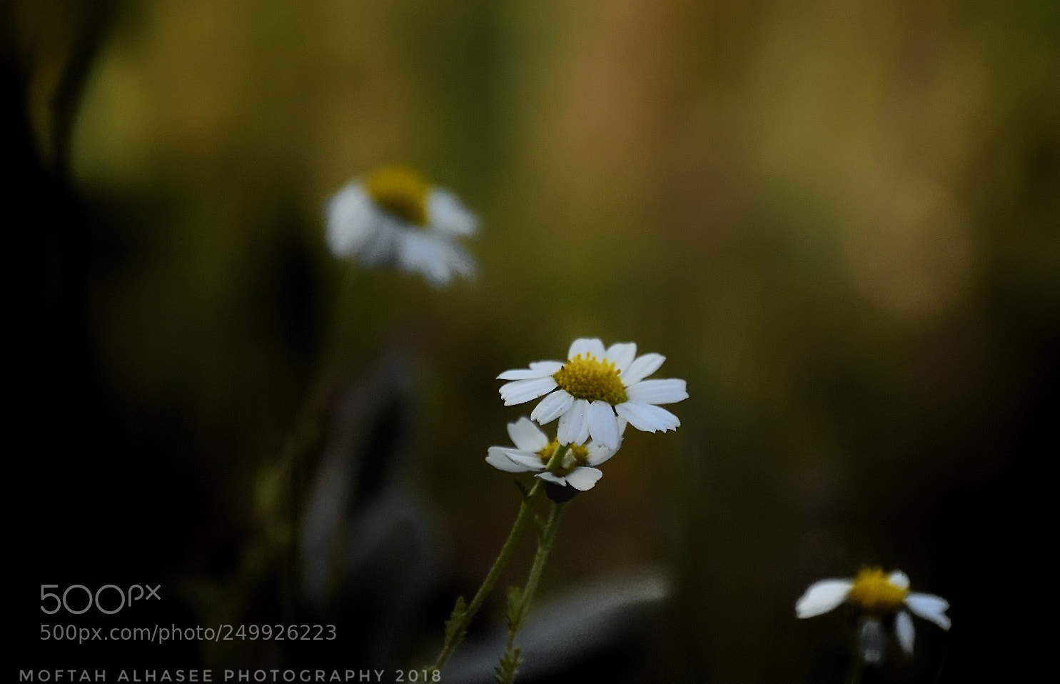 Nikon D7200 sample photo. Camera nikon d7200 photography