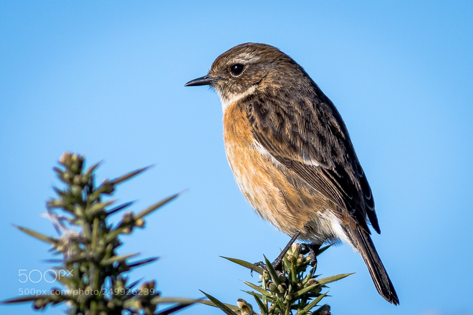 Canon EOS 7D Mark II sample photo. Stonechat female photography