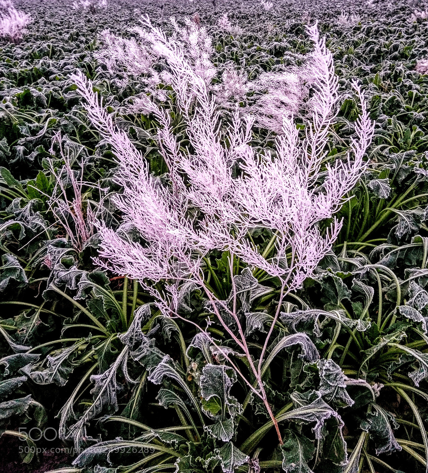 Sony Xperia X sample photo. Frost photography