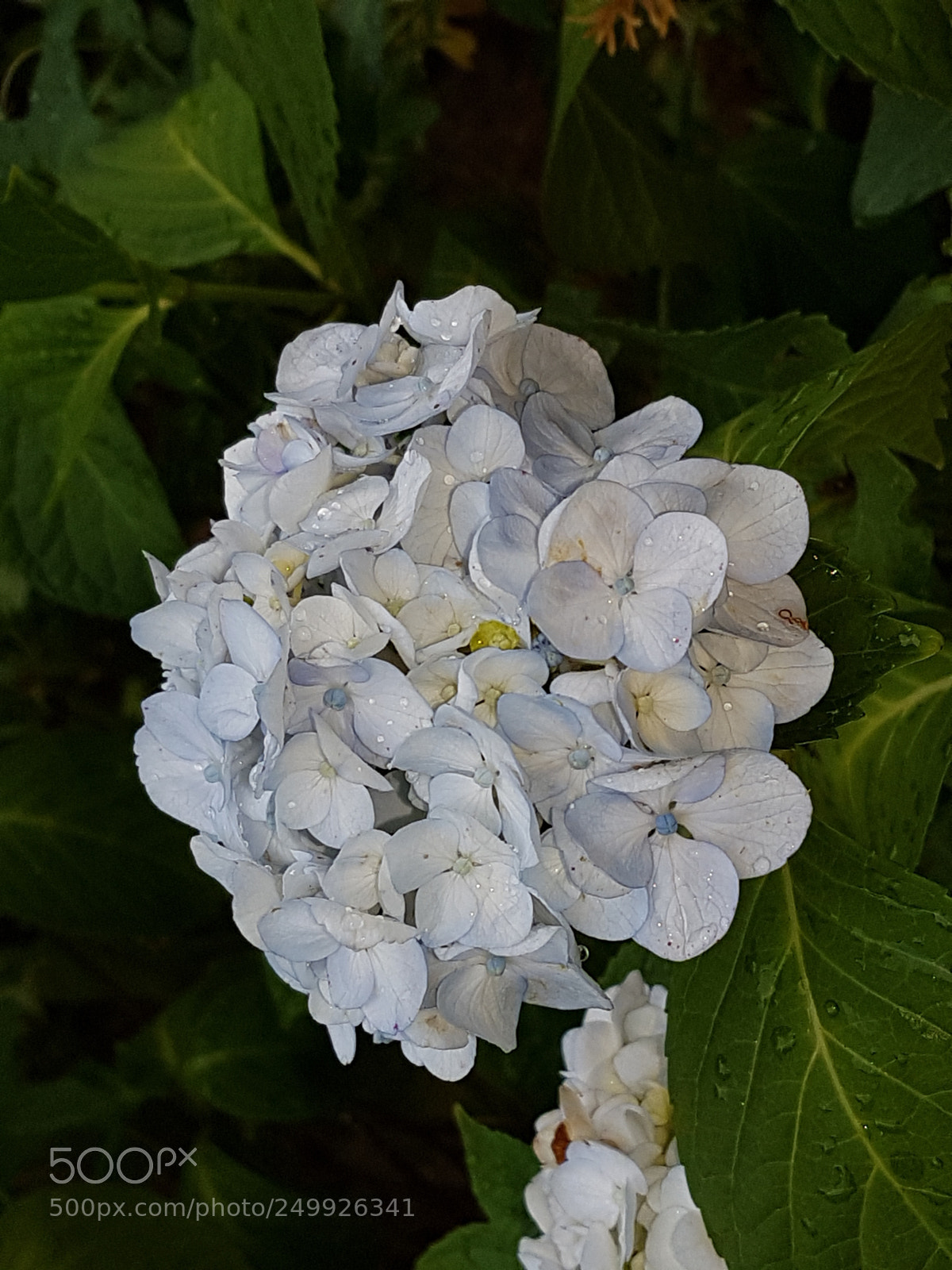 Samsung Galaxy S7 sample photo. Sommer blumen weiss photography