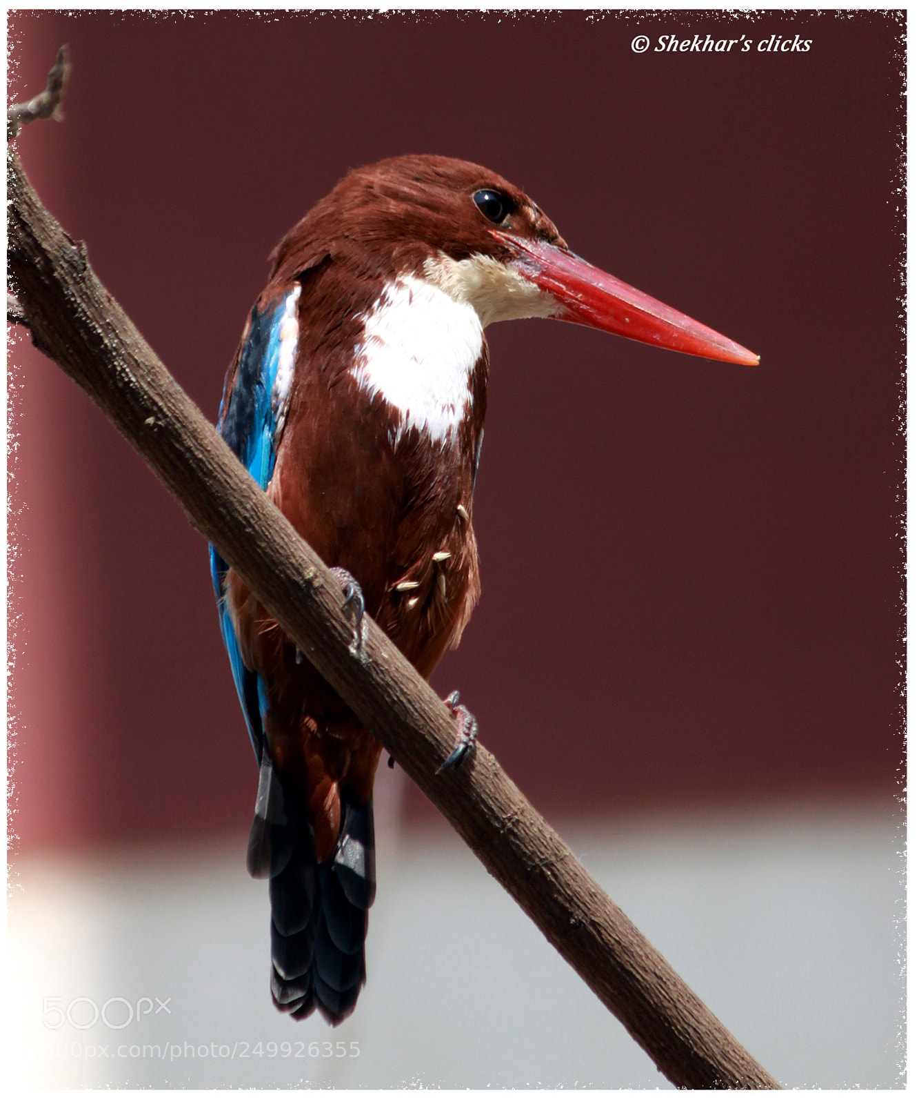 Canon EOS 500D (EOS Rebel T1i / EOS Kiss X3) sample photo. Kingfisher - the king photography