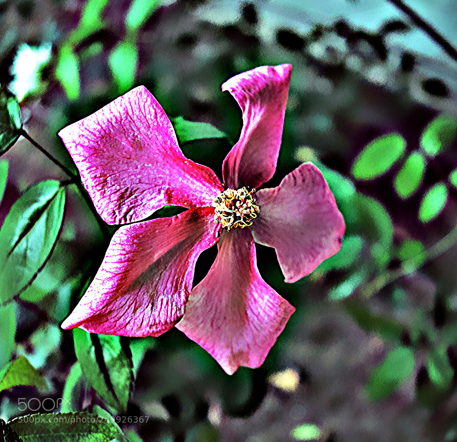 Sony Cyber-shot DSC-RX100 sample photo. Fiore photography