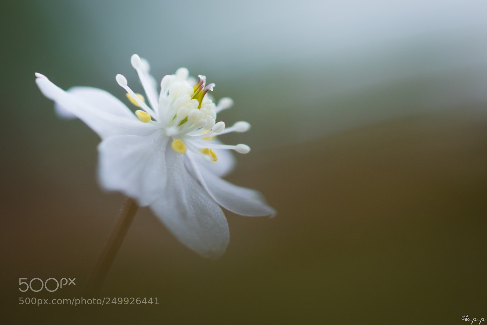 Canon EOS 80D sample photo. Blooming in the shade photography
