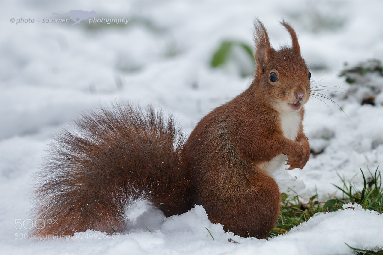 Canon EOS 70D sample photo. Squirrel photography