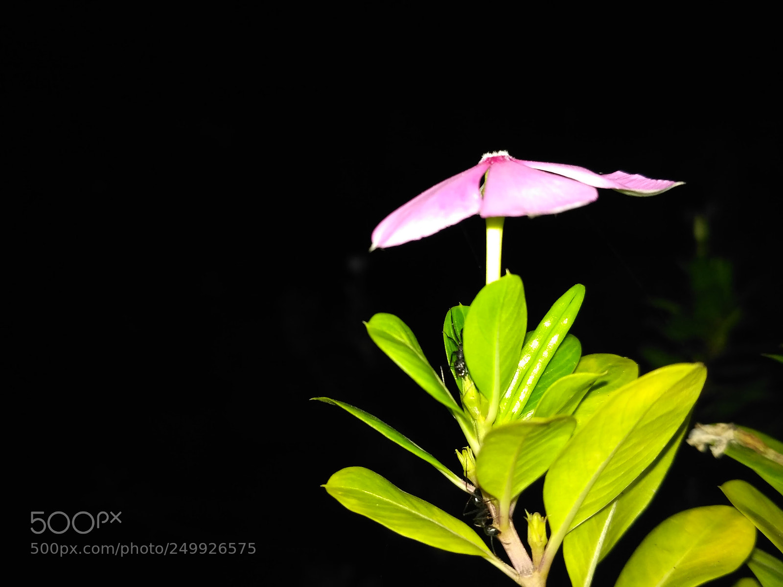 Xiaomi Redmi 3S sample photo. Flower photography