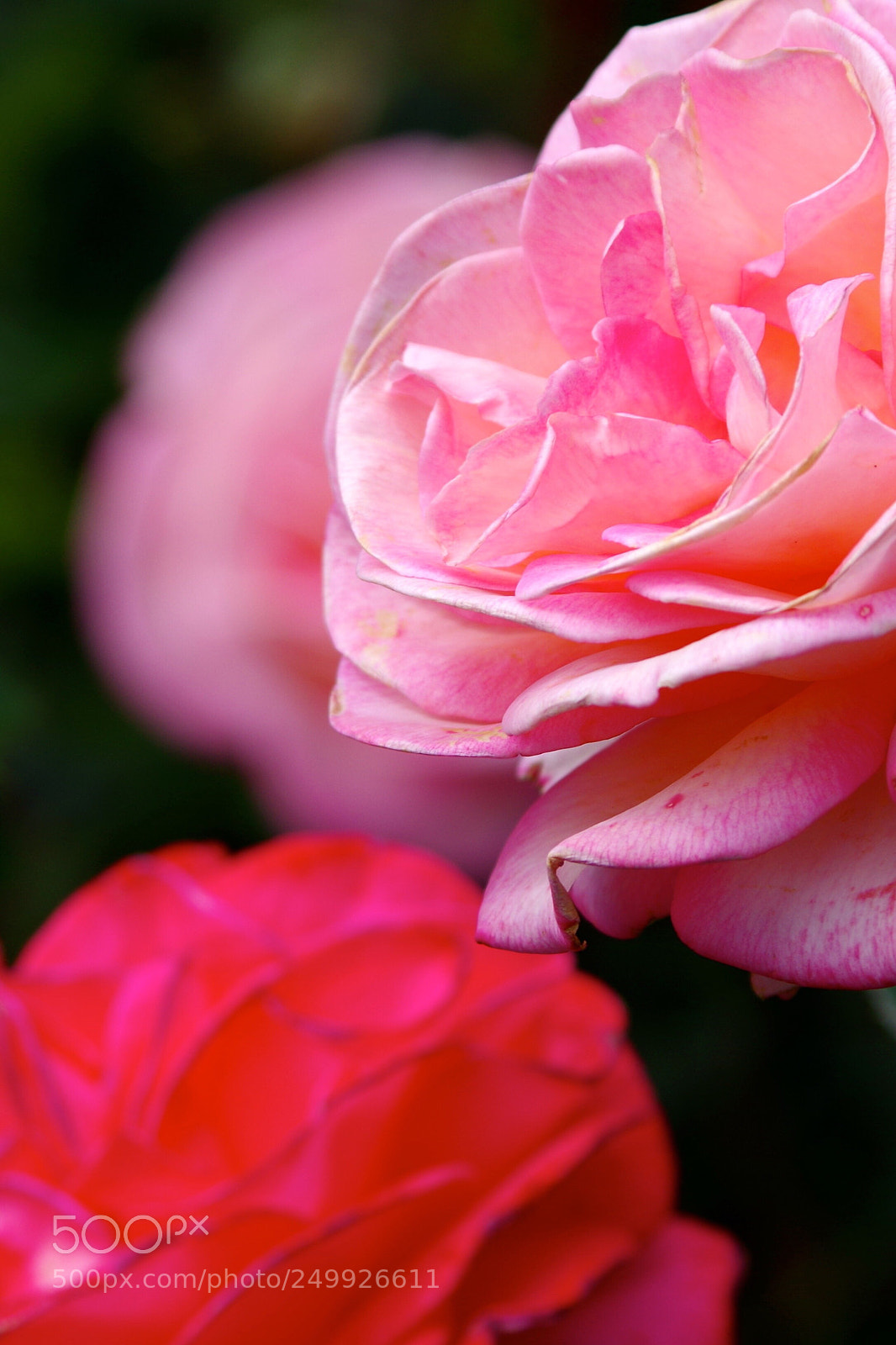 Pentax K-50 sample photo. Untitled photography