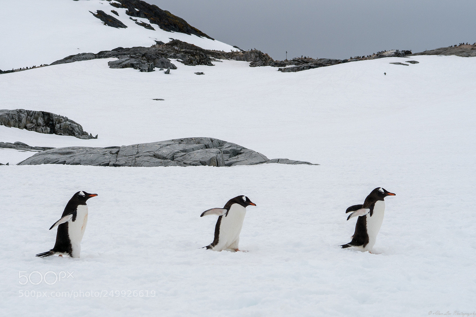Sony a6500 sample photo. March of the gentoo photography