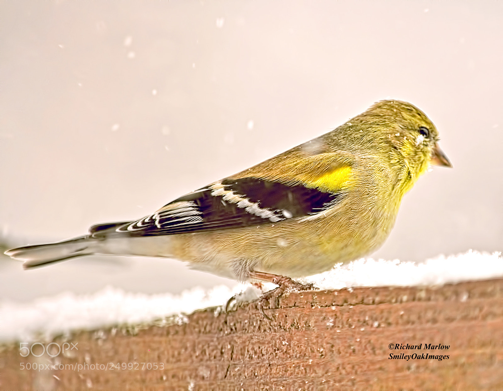 Nikon D5000 sample photo. Finch in snow photography