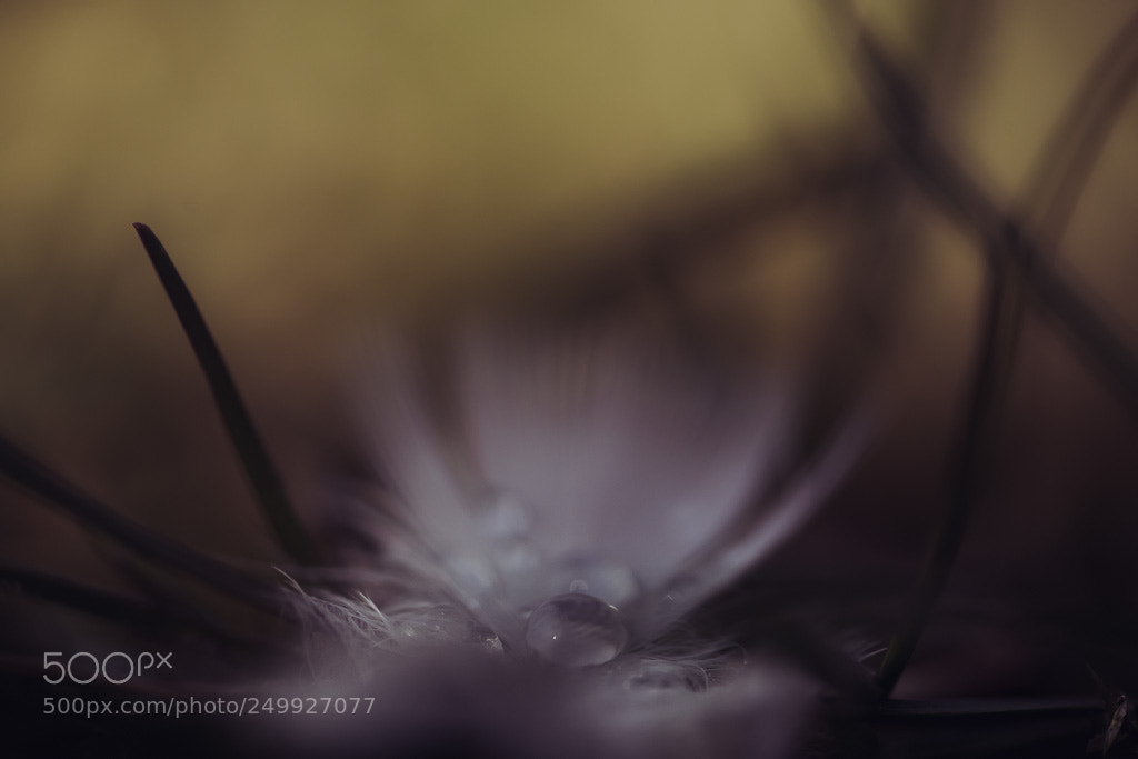 Sony a7 II sample photo. Teardrop photography