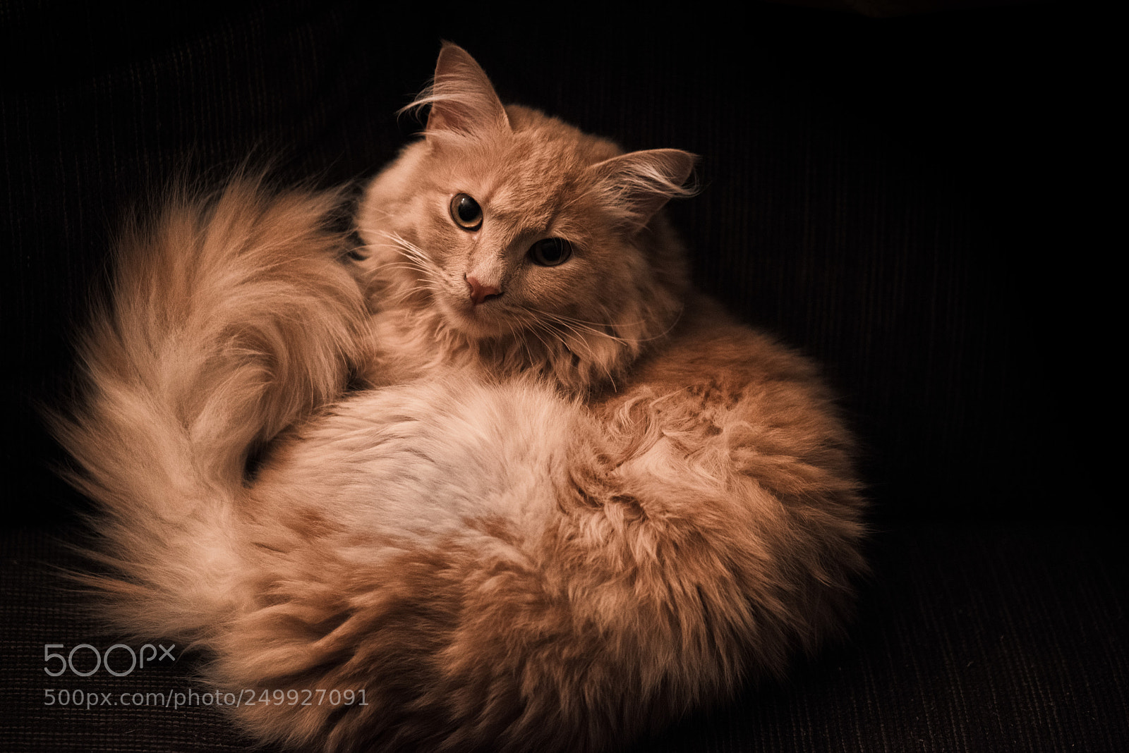 Nikon D810 sample photo. Louis photography