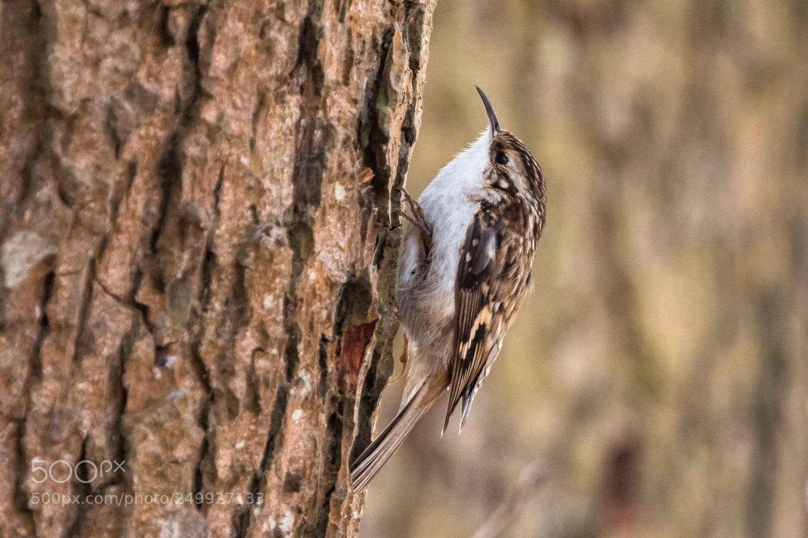 Canon EOS 7D Mark II sample photo. Treecreeper photography