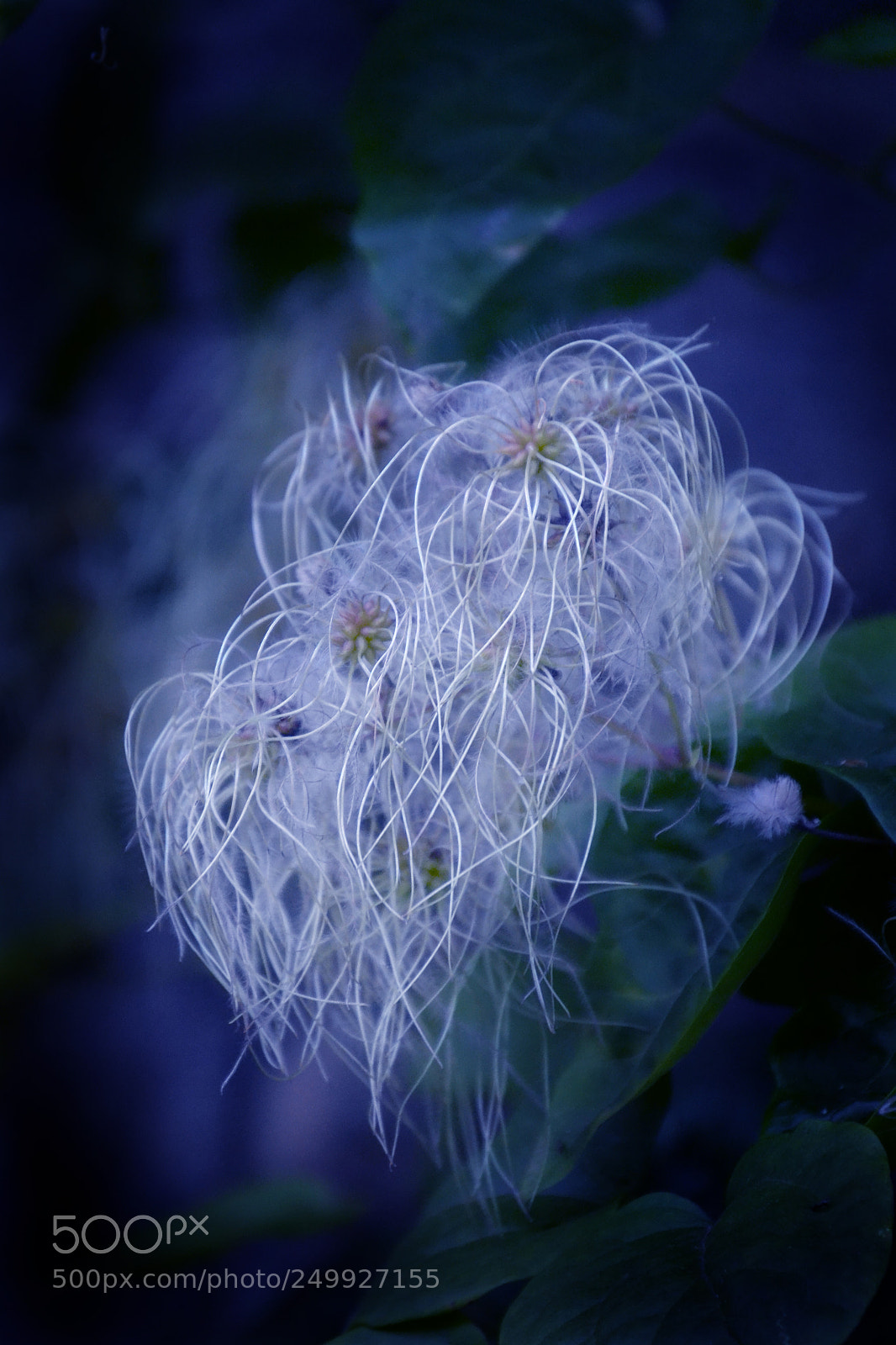 Nikon D3100 sample photo. White hair photography