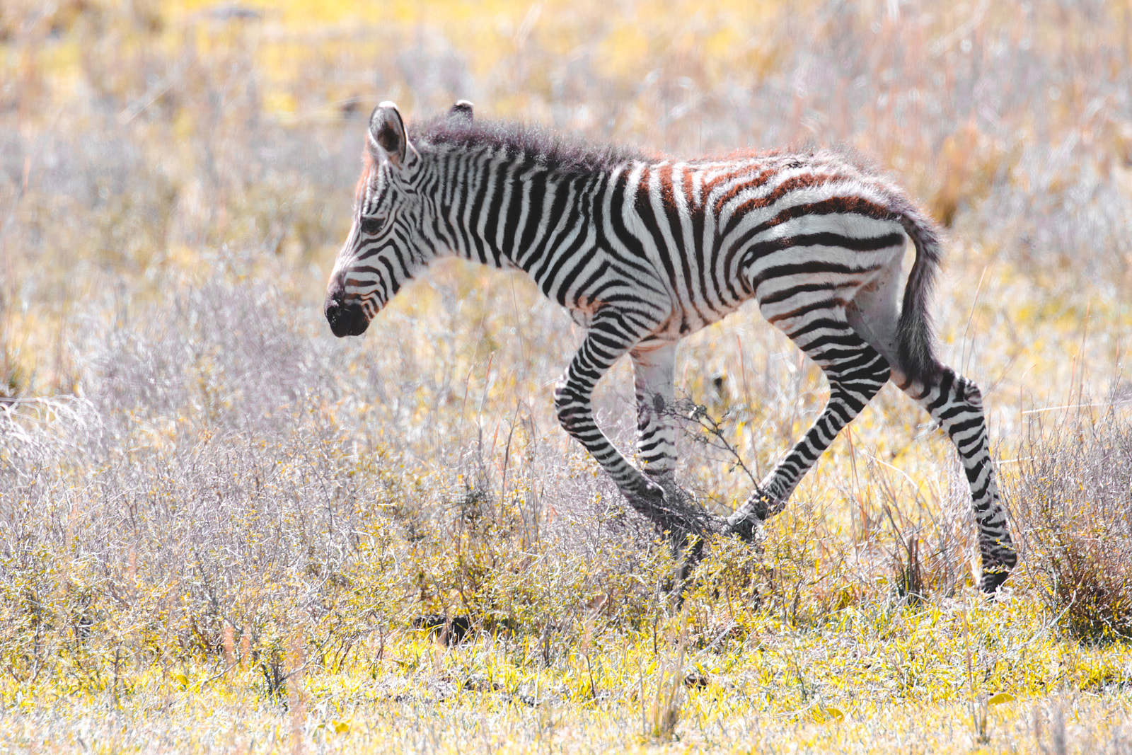 Canon EOS 5D Mark IV sample photo. Baby zebra photography