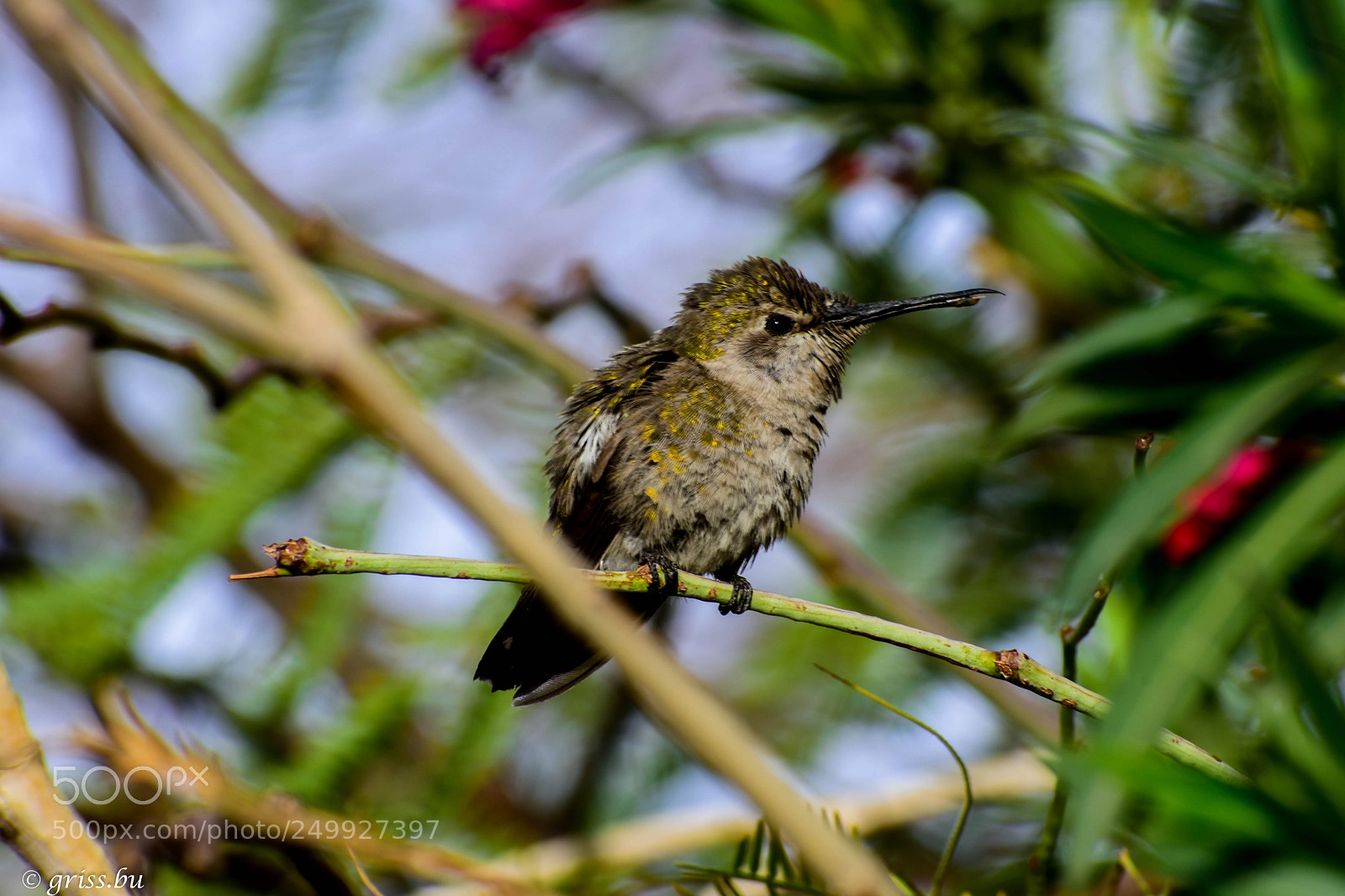 Nikon D3400 sample photo. "zunzuncito... photography