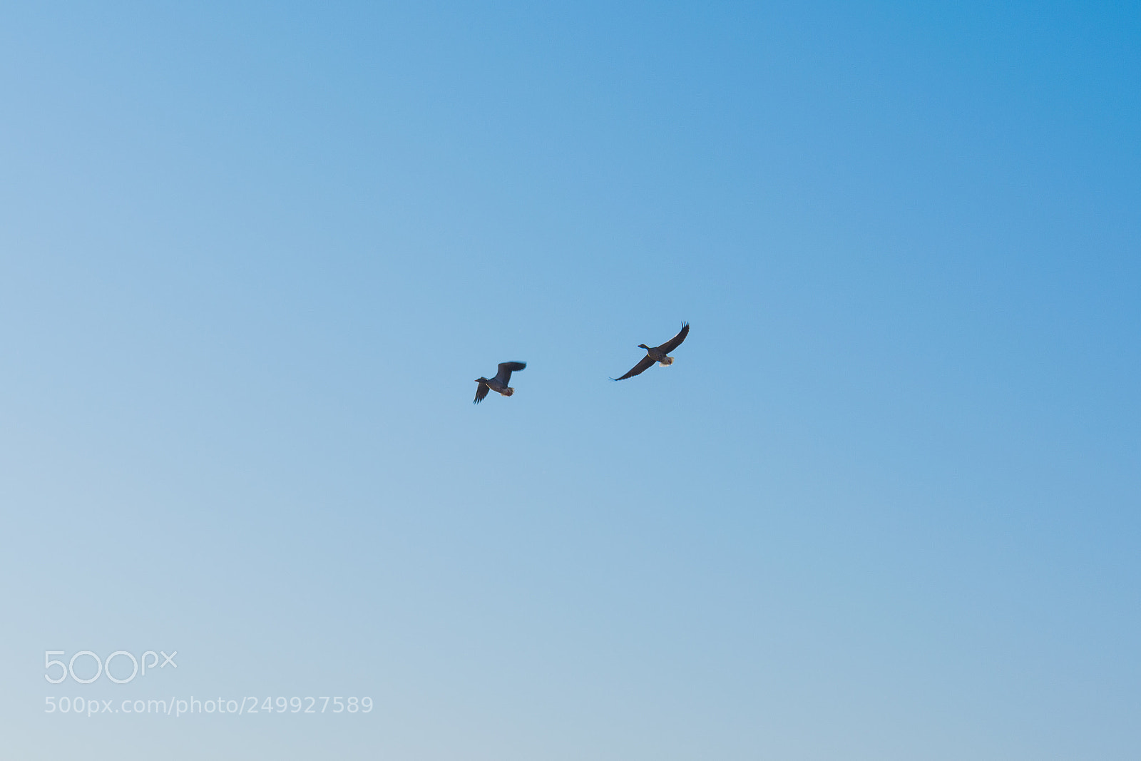 Nikon D5200 sample photo. A pair of geese photography