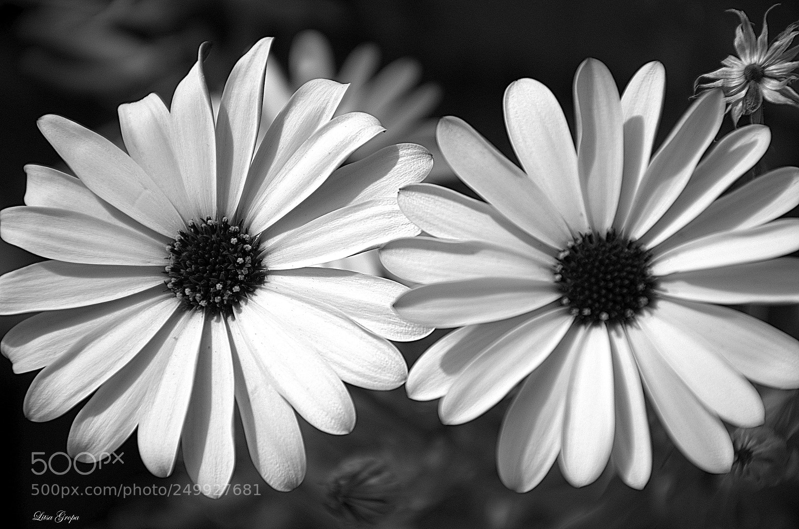 Nikon D5100 sample photo. Flowers photography